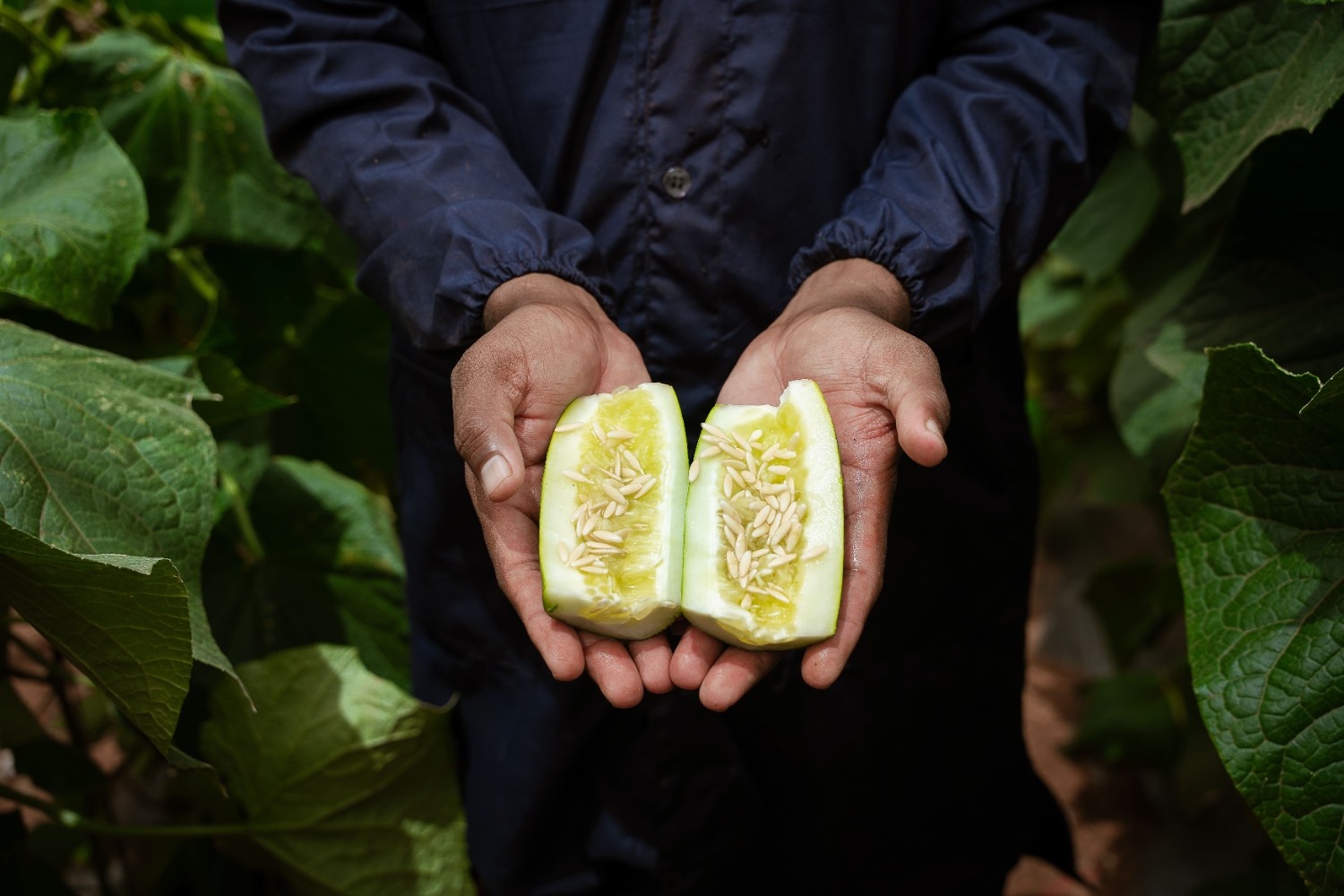 Fresh melon seeds extraction - Quality seed harvesting